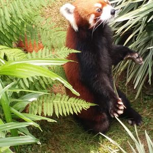 Red panda