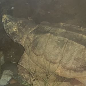 Alligator snapping turtle 2015