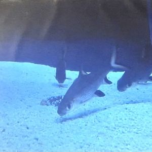 Can anybody id this fish