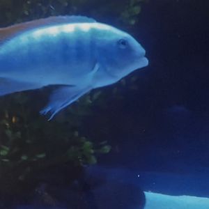 Can anybody id this fish