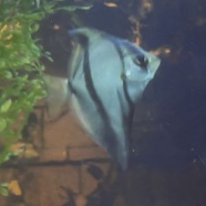 Can anybody id this fish