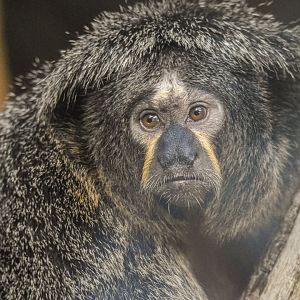 White-faced saki (October 2020)