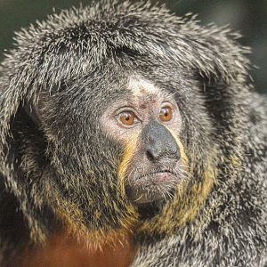 White-faced saki (October 2020)