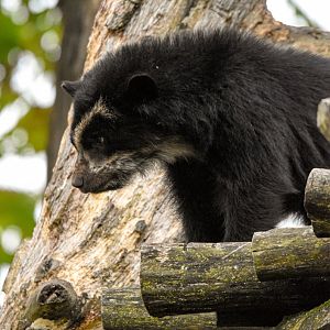 Spectacled Bear (October 2020)