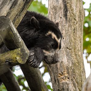 Spectacled Bear (October 2020)