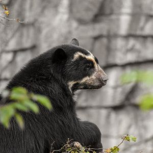 Spectacled Bear (October 2020)