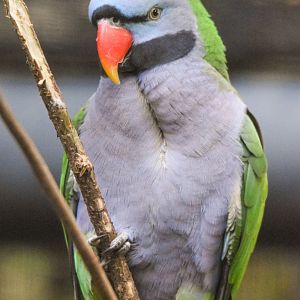 Lord Derby's parakeet (October 2020)