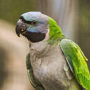 Lord Derby's parakeet (October 2020)