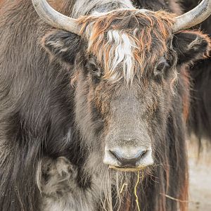 Domestic Yak (October 2020)