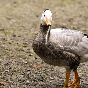 Bar-headed goose (October 2020)