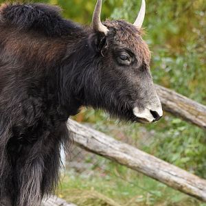 Domestic Yak (October 2020)
