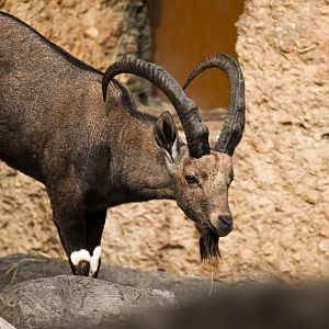 Nubian ibex (October 2020)