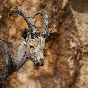 Nubian ibex (October 2020)