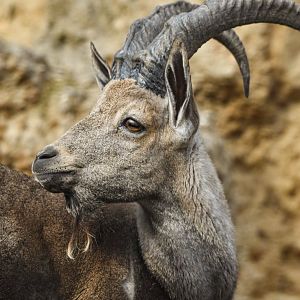 Nubian ibex (October 2020)