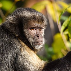 Yellow-breasted capuchin (October 2020)