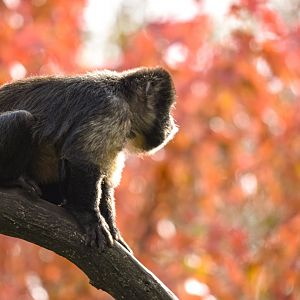 Yellow-breasted capuchin (October 2020)