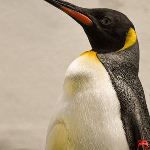 King penguin (October 2020)