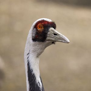 White-naped crane (October 2020)
