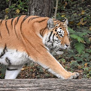 Siberian tiger (October 2020)