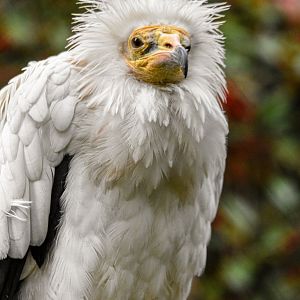 Western Egyptian vulture (October 2020)