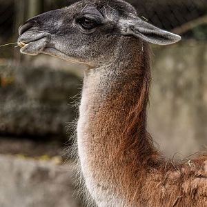 Guanaco (October 2020)