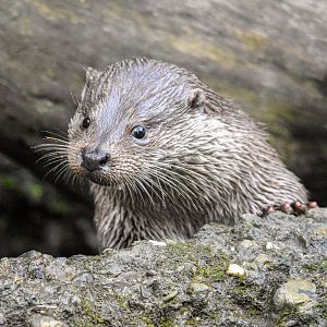 Eurasian otter (October 2020)