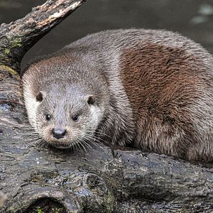 Eurasian otter (October 2020)