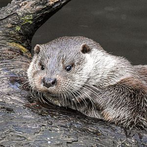 Eurasian otter (October 2020)