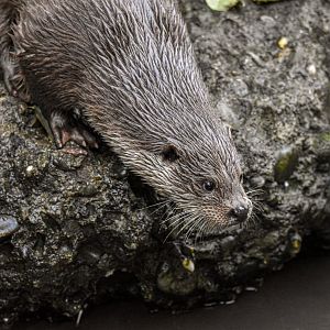 Eurasian otter (October 2020)