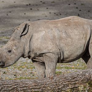 Southern white rhinoceros (October 2020)