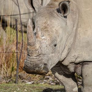 Southern white rhinoceros (October 2020)