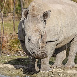 Southern white rhinoceros (October 2020)