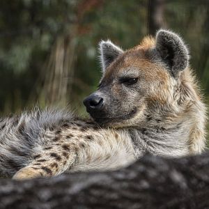 Spotted hyena (October 2020)