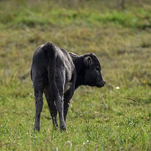 Dahomey dwarf cattle calf (October 2020)