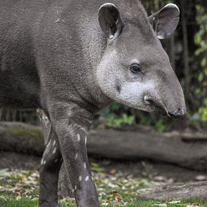 South American tapir (October 2020)