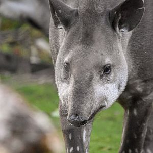 South American tapir (October 2020)