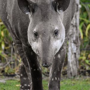 South American tapir (October 2020)