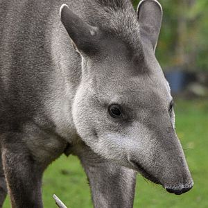 South American tapir (October 2020)