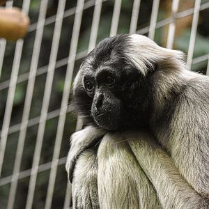 Pileated gibbon (October 2020)