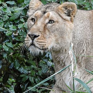 Asiatic lion (October 2020)