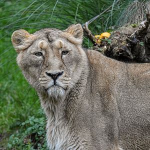 Asiatic lion (October 2020)