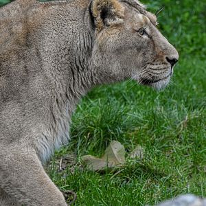 Asiatic lion (October 2020)