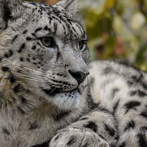 Snow leopard (October 2020)