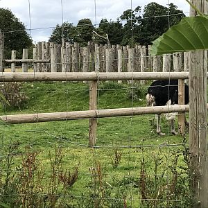 Part of the ostrich enclosure