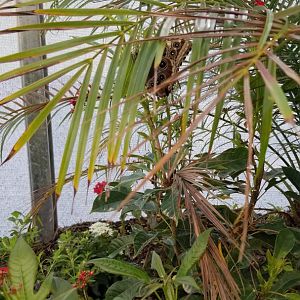 Roer's Zoofari - Wings of Wonder butterfly house