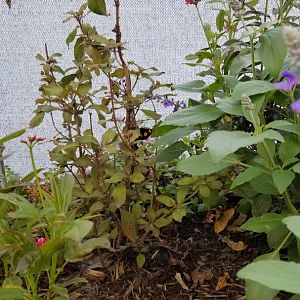 Roer's Zoofari - Wings of Wonder butterfly house