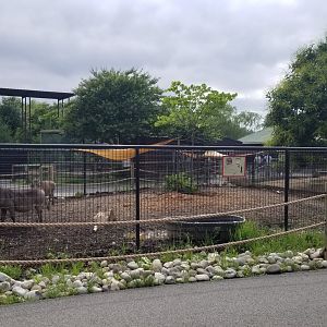 Roer's Zoofari - Warthogs