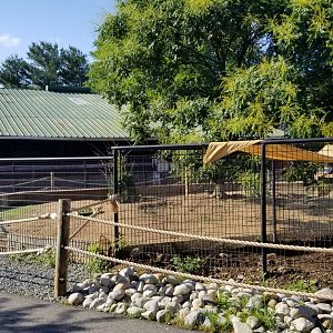 Roer's Zoofari - Warthogs on right, patagonian mara behind