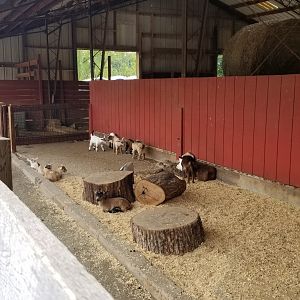 Roer's Zoofari - Kids