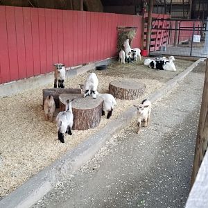 Roer's Zoofari - Kids, fallow deer